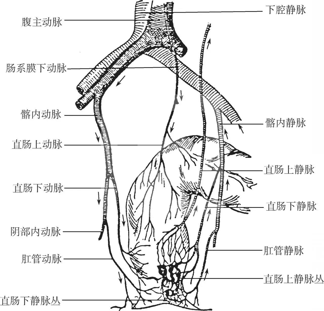 肛门直肠部位的血液供应